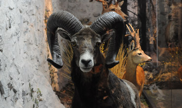 museo naturalistico nibbio